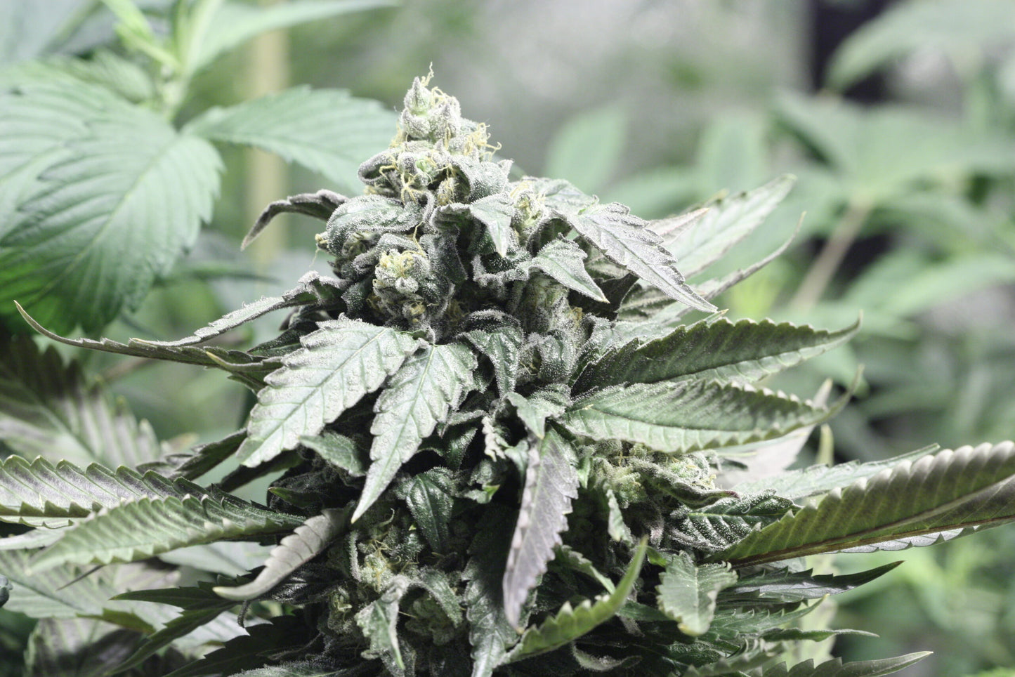 SHORELINE - Devil Harvest Original