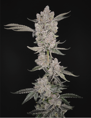 BOOM VOYAGE - Hidden Group Genetics