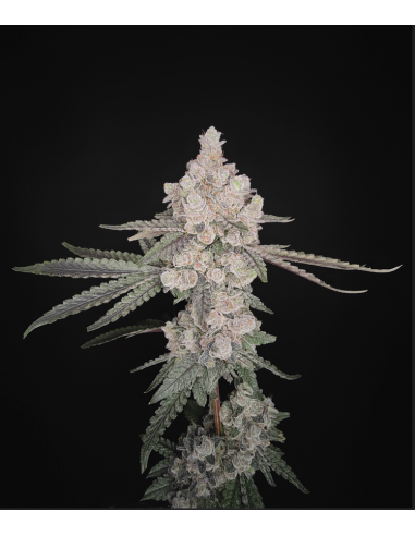 DUNK CONTEST - Hidden Group Genetics