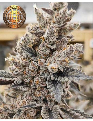 GARLIC GOLEM - Hidden Group Genetics