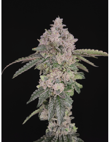 GARY PAYTON S1 - Hidden Group Genetics