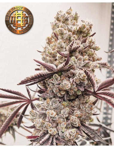 HOKUZAI - Hidden Group Genetics