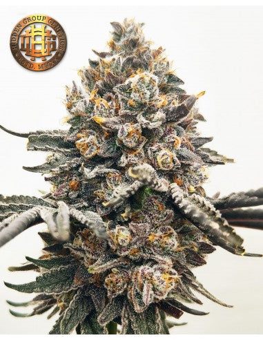 ISAAC NEWTON - Hidden Group Genetics