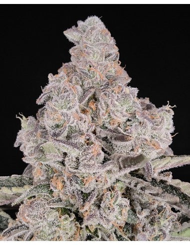 NORDSTREAM - Hidden Group Genetics