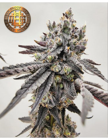 ONIONHEAD - Hidden Group Genetics