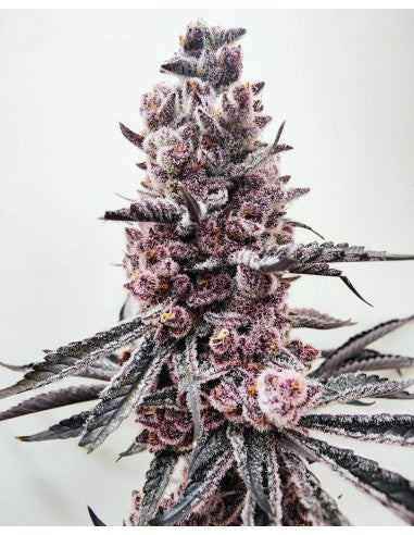 RED SUNSHINE - Hidden Group Genetics