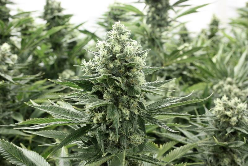 ROLEX FIRE OG - Devil Harvest Original