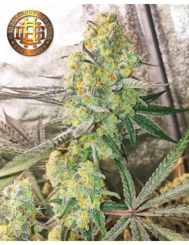 UNGRAVITY - Hidden Group Genetics