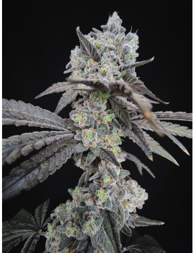 VICE CITY - Hidden Group Genetics