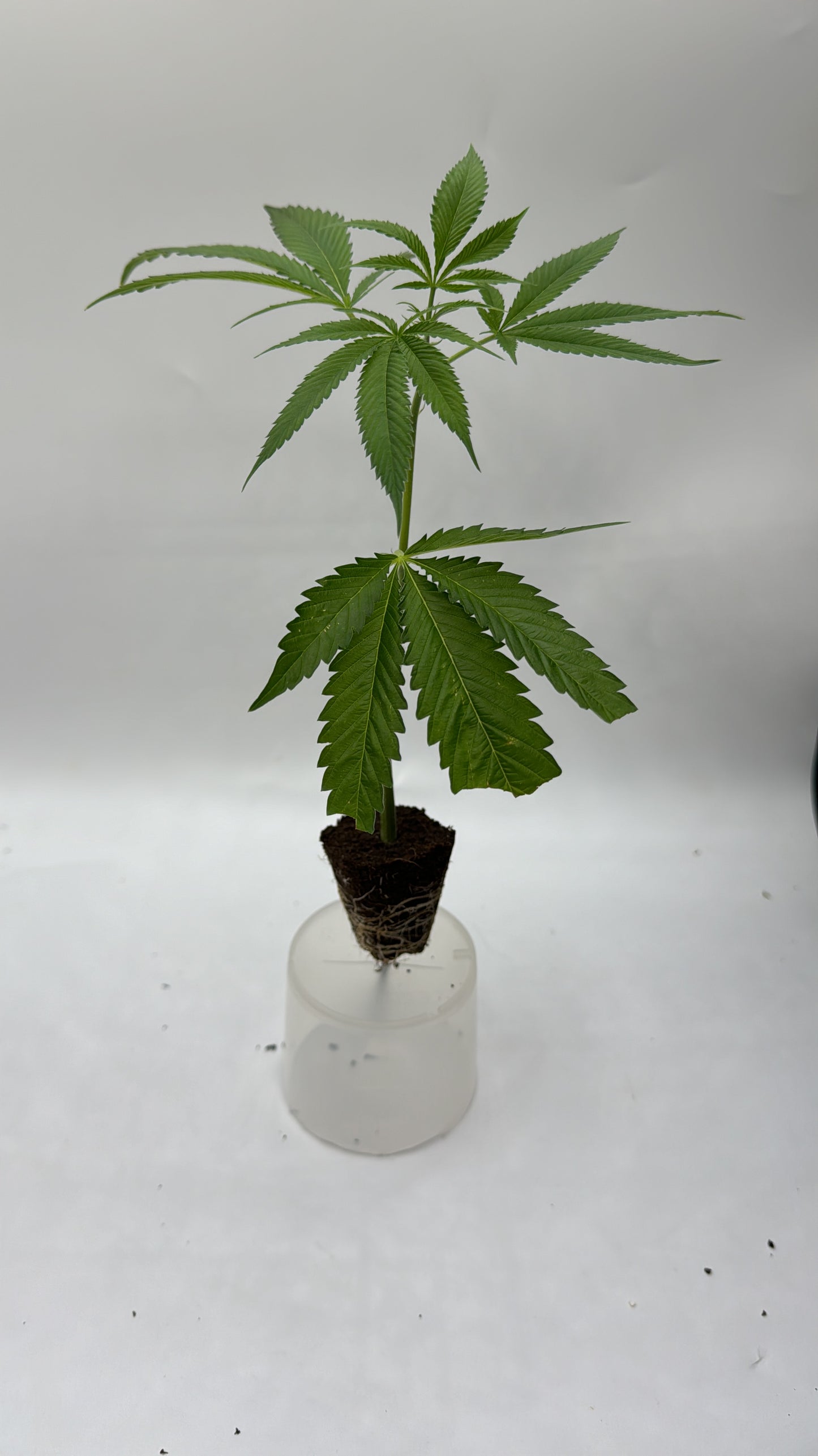 LEMON THAI AMNESIA