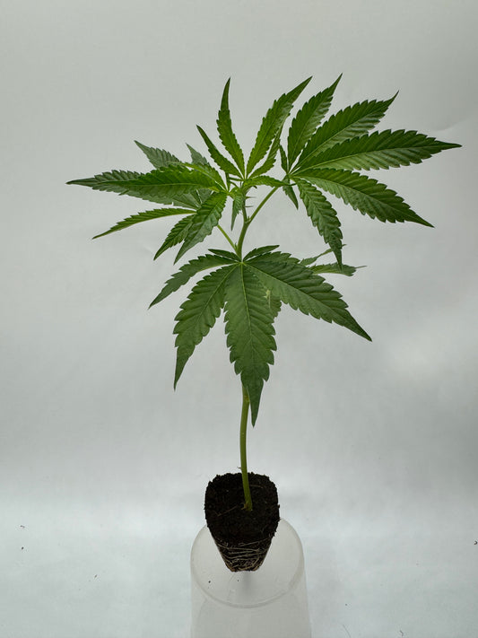 AK -47