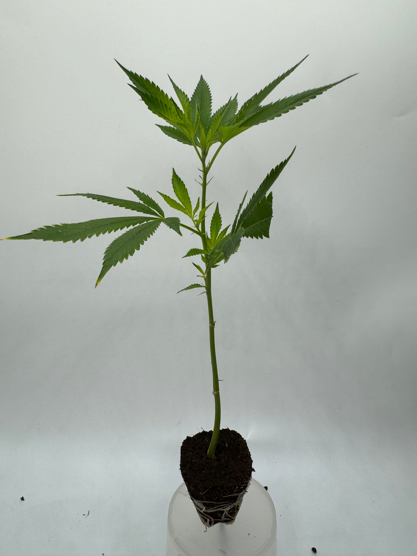 BLACK CHERRY PUNCH