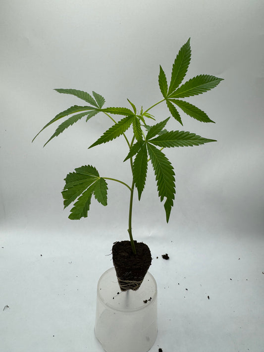 GIRL SCOUT COOKIES