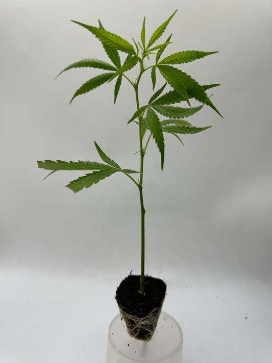 HOLY GRAIL KUSH