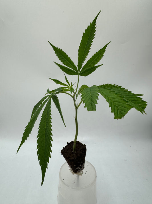 OG KUSH