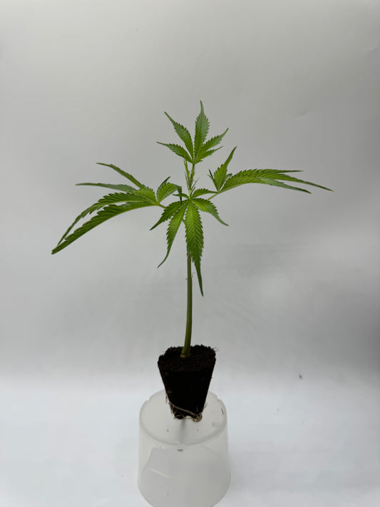 WHITE RUSSIAN
