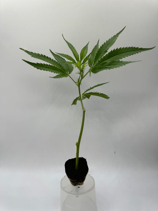 WHITE WIDOW