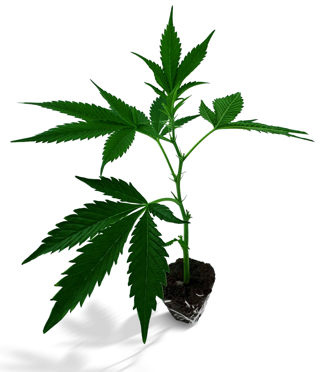 PEYOTE COOKIES
