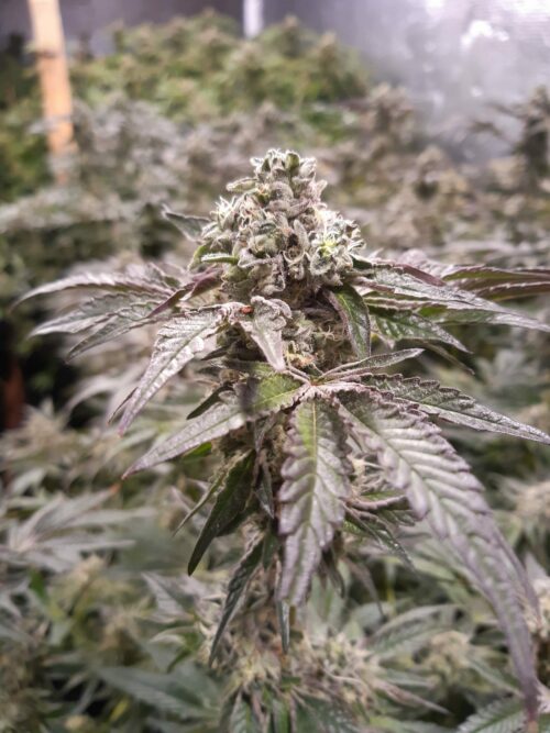 STRAWBERRY LINE - Devil Harvest Original